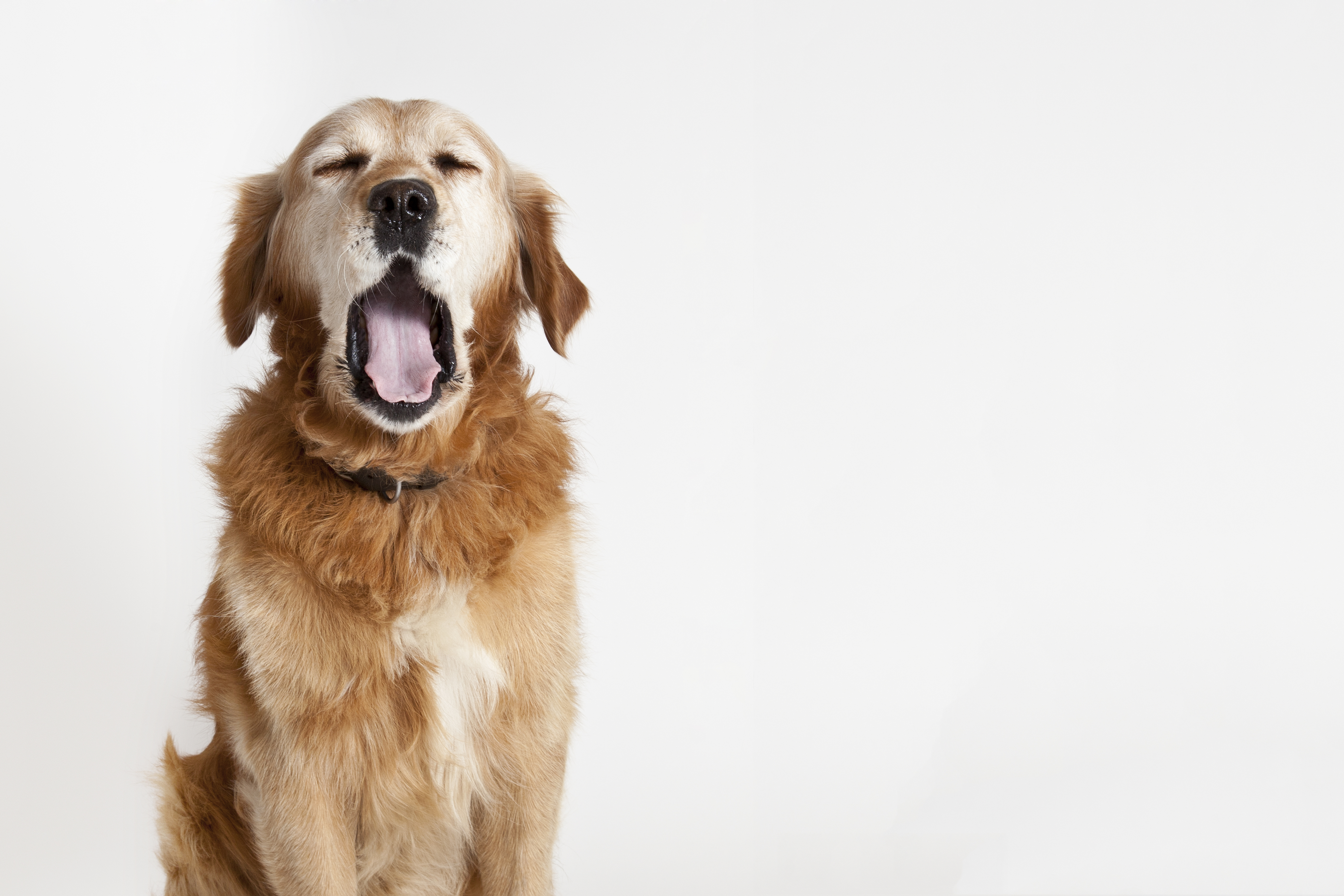 3 tips for boarding your elderly dog